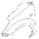 karosszéria / első sárvédő / Suzuki Splash sárvédő jobb